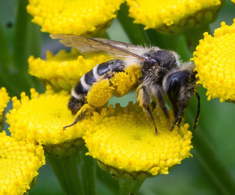 biene makro pollen
